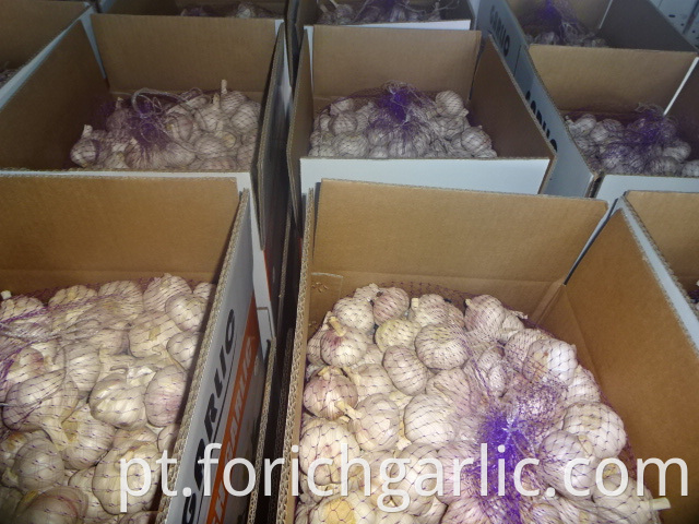 New Garlic 5 0 Cm